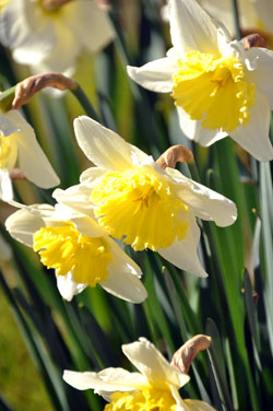 BEautiful daffodils bloom at Roosters Rest Self-Contained Holiday Accommodation, Port Sorell, North West Coast Tasmania, Australia